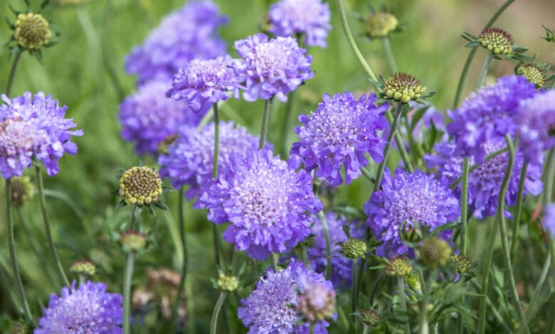 Knautia arvensis