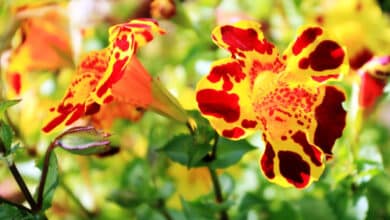 mimulus