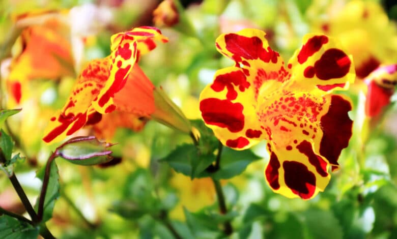mimulus