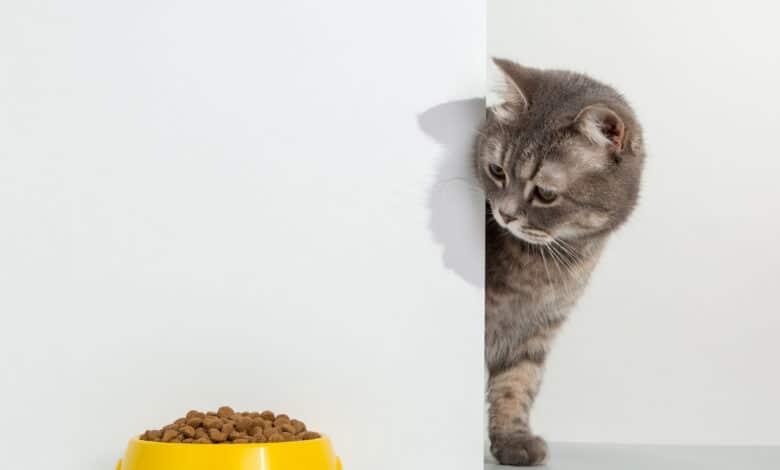 Migliori crocchette per gatti