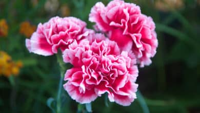 dianthus caryophyllus