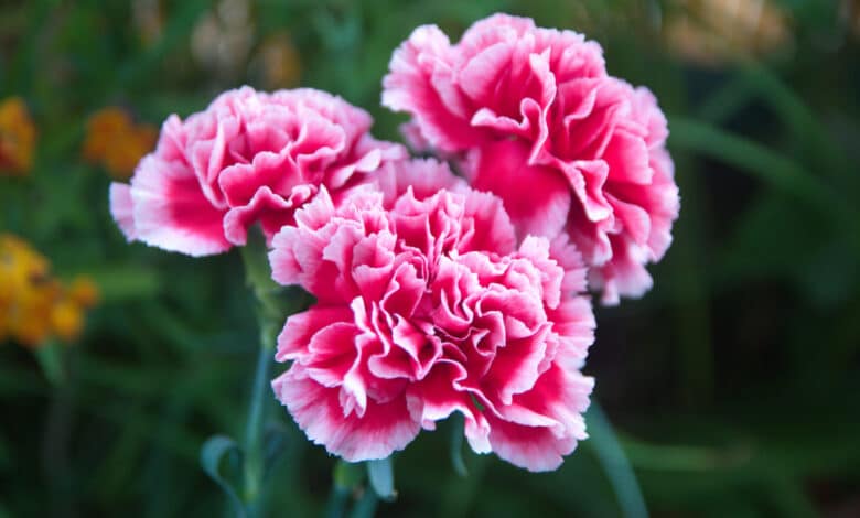 dianthus caryophyllus