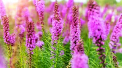 Liatris spicata