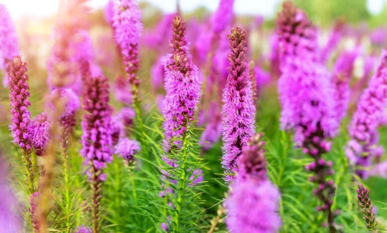 Liatris spicata