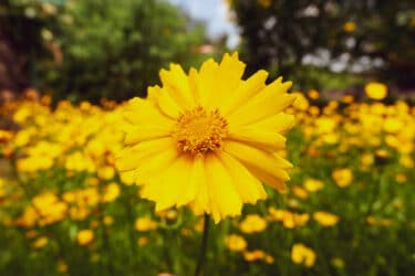 Il Coreopsis fiorisce e colora di giallo il giardino in estate