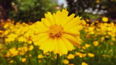 coreopsis