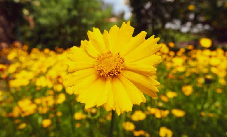 coreopsis