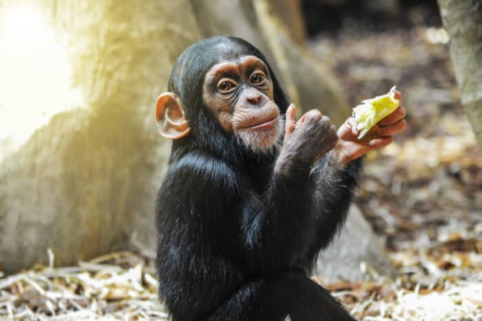scimpanzé animali con la S