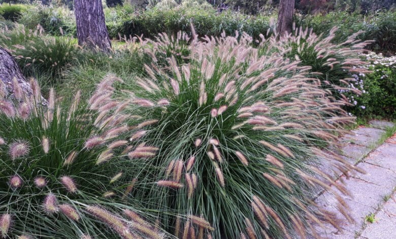pennisetum