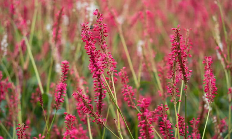 persicaria