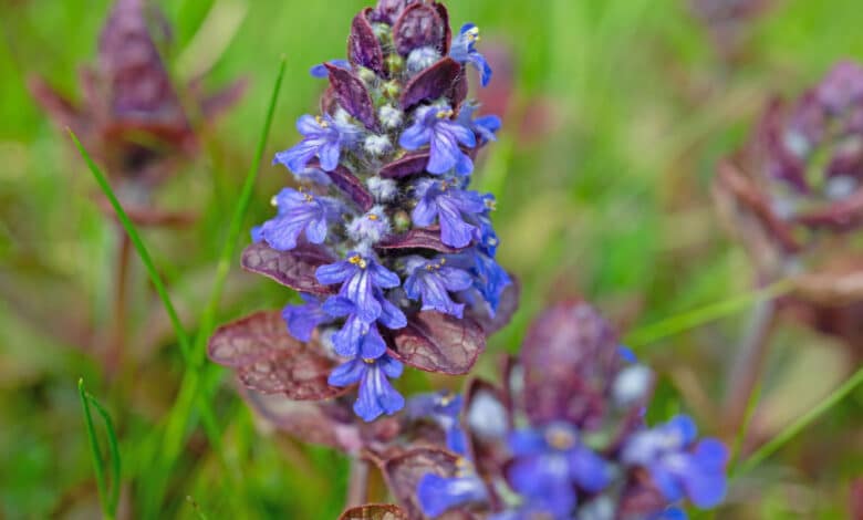 Ajuga Reptans