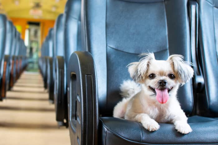 viaggiare con il cane in treno