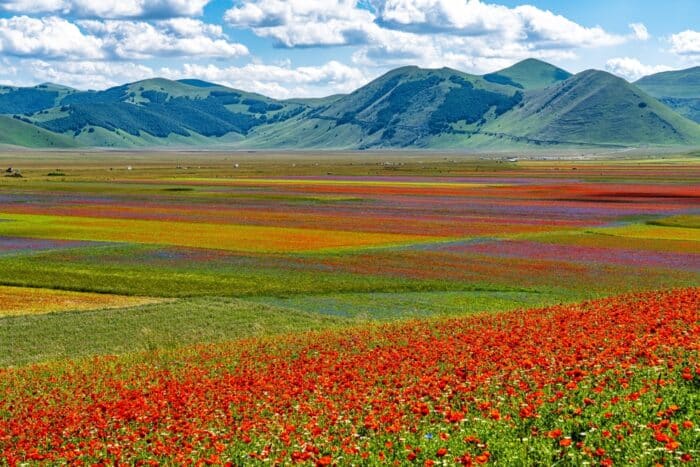 parco nazionale dei monti sibillini - fioritura a castelluccio di norcia