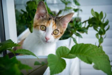 Origine ed evoluzione del gatto domestico