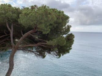 Les caractéristiques du pin maritime et son rôle dans la tradition méditerranéenne
