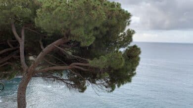 pini marittimi in Liguria
