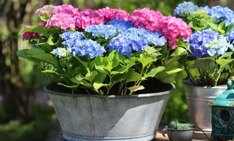 Come curare una ortensia in vaso