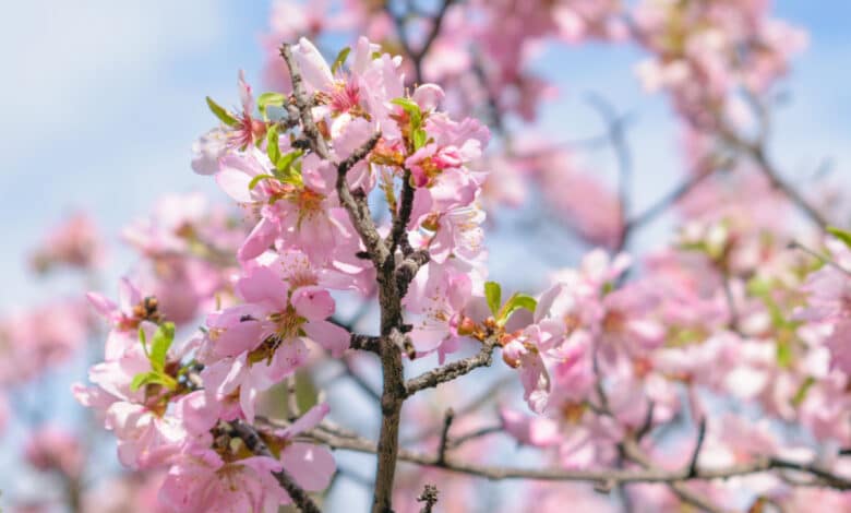 albero di mandorlo