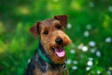 Tutto sul Welsh Terrier, una razza di cani molto amata in Gran Bretagna