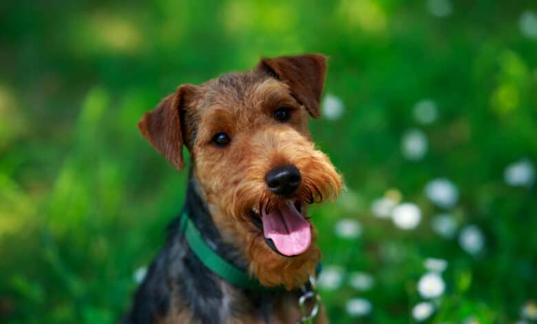 Welsh Terrier