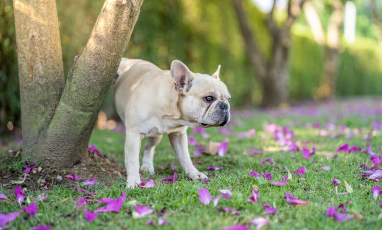 come insegnare al cane a fare i bisogni fuori casa