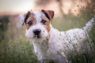 Parson Russell Terrier, chien de travail et de chasse très agile et vif