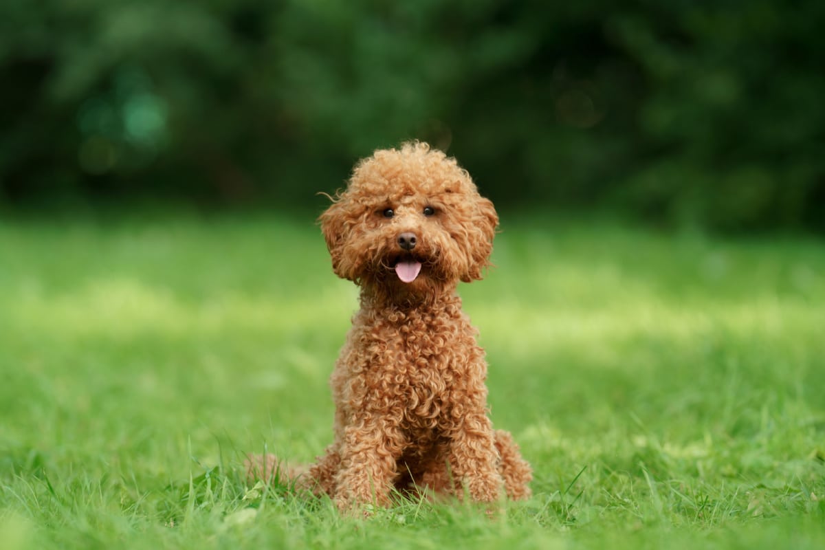 barboncino-toy-carattere-e-consigli-per-la-cura-del-cagnolino-dei-nobili