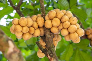 Longkong, un fruit tropical de Thaïlande