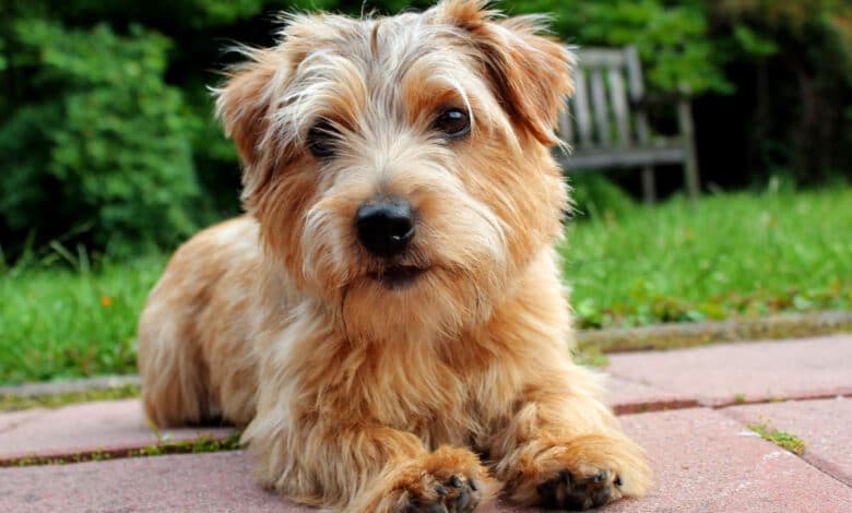norfolk terrier