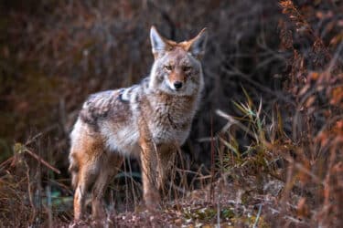 Tutto sul coyote, il lontano parente nordamericano del lupo
