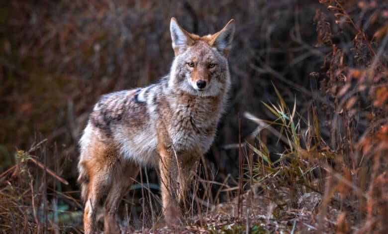 coyote selvatico