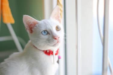 Khao Manee: l’elegante gatto “occhio di diamante” che proviene dalla Thailandia
