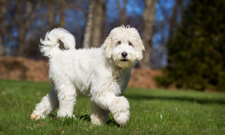 Labradoodle
