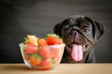 I cani possono mangiare le fragole? Facciamo chiarezza