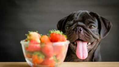 i cani possono mangiare le fragole