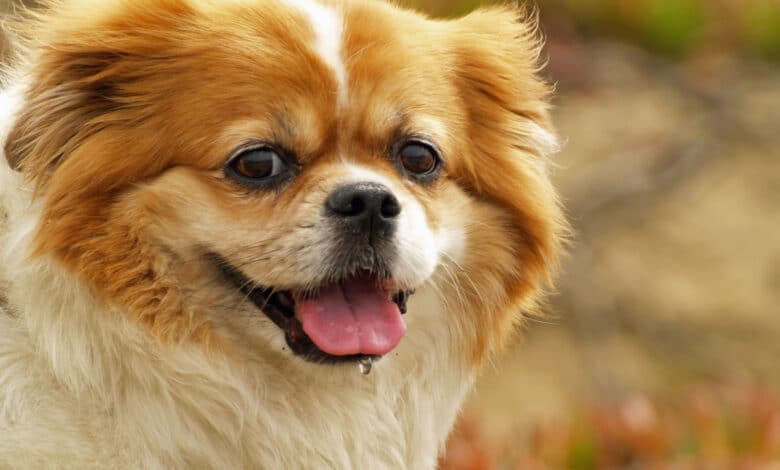 Tibetan spaniel
