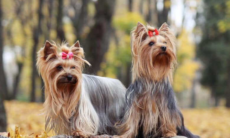 nomi per cani fammine