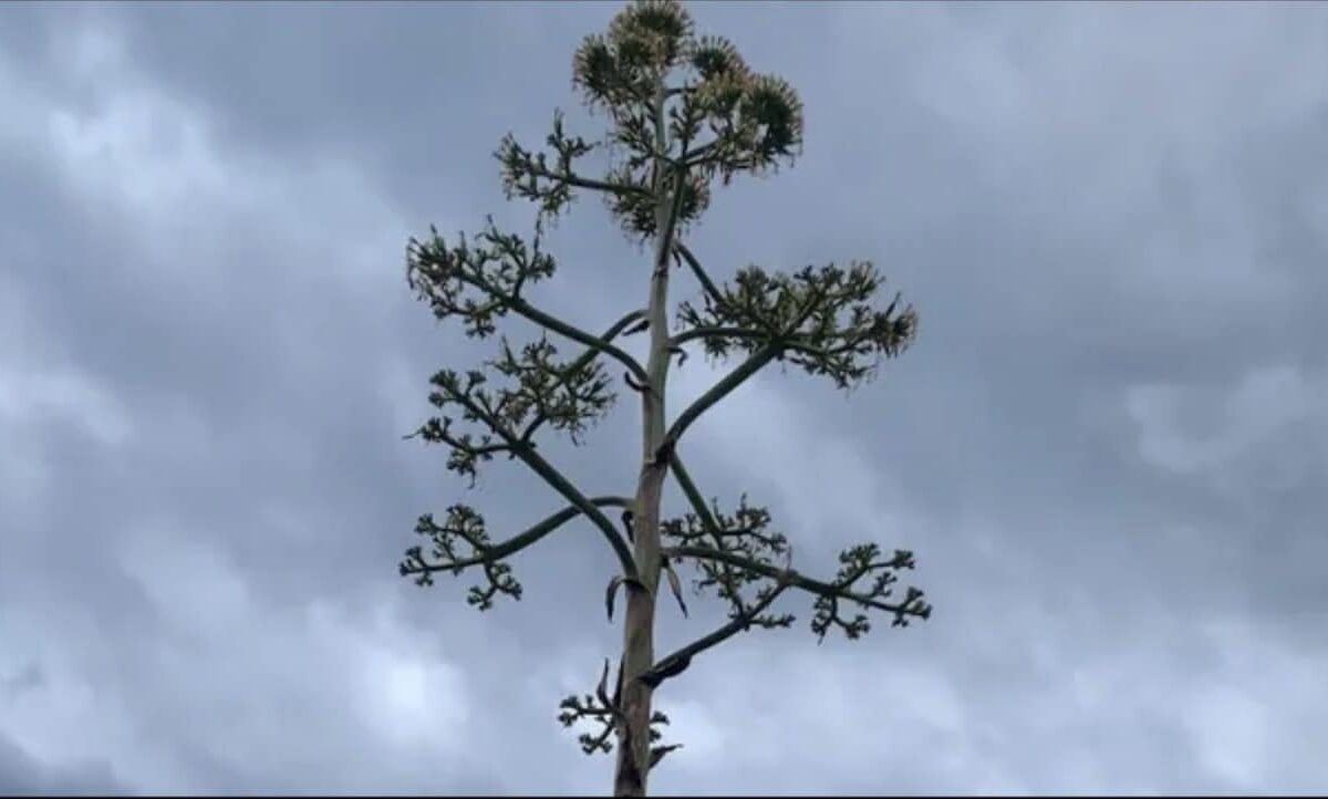 Fiore dell'agave