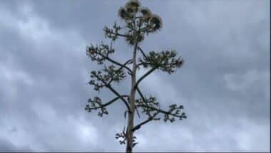 Tutto sul fiore dell’agave