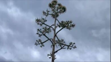Fiore dell'agave