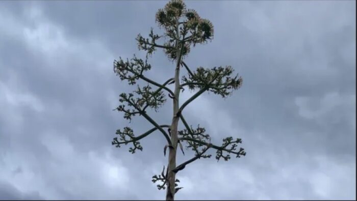 fiore dell'agave
