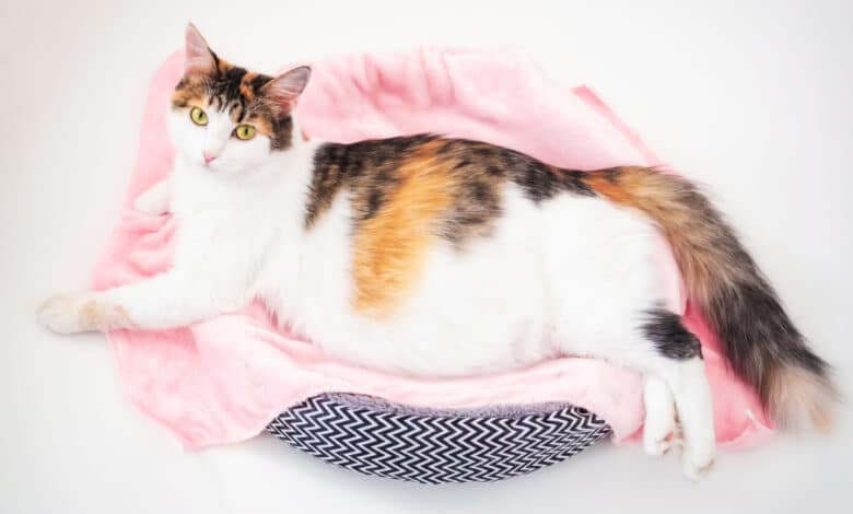 Gravidanza gatti: tutto quel che c'è da sapere