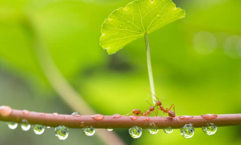 rimedi naturali contro le formiche