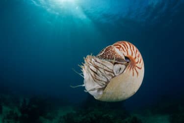 Scopriamo cos’è il Nautilus, come vive e perché è a rischio di estinzione