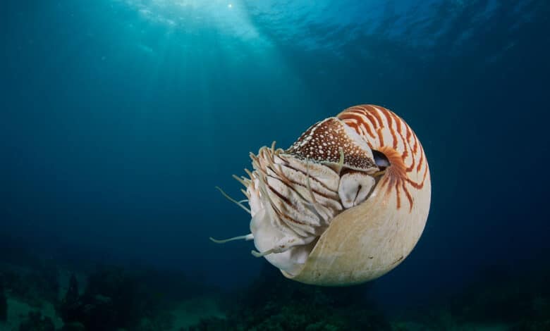 Nautilus