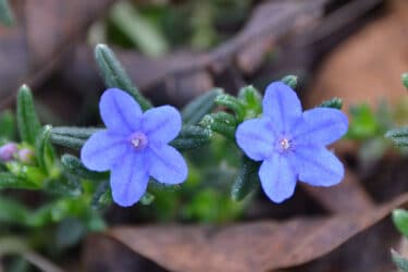 Lithodora : tout savoir sur ces plantes à fleurs bleues