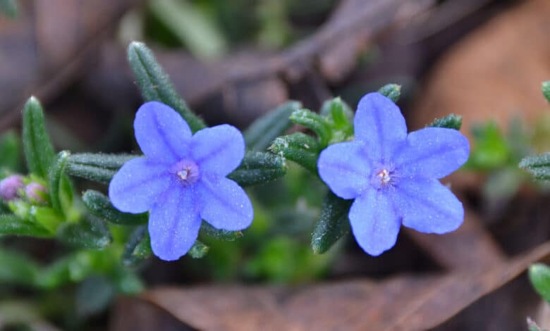 lithodora o litodora