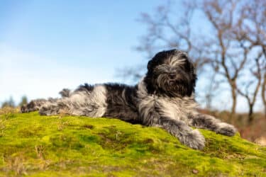 Schapendoes: un cane pastore simpatico e giocherellone