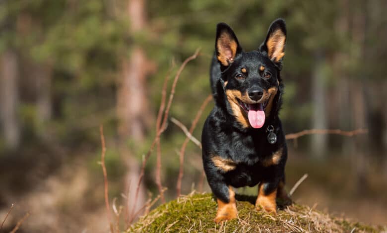 Lancashire Heeler
