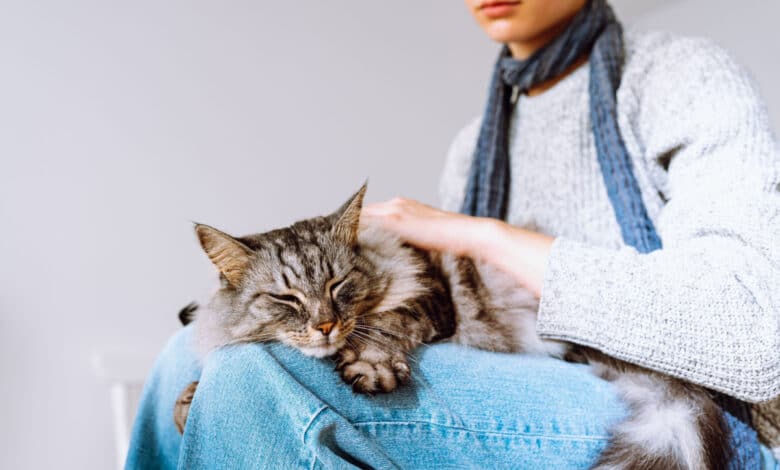 Scopriamo perché i gatti impastano.